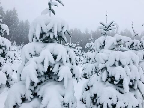 Haus Astenblick In Winterberg Fuer Bis Zu 35 Personen Fuer Wanderveranstaltungen Und Familienfeiern Esterno foto